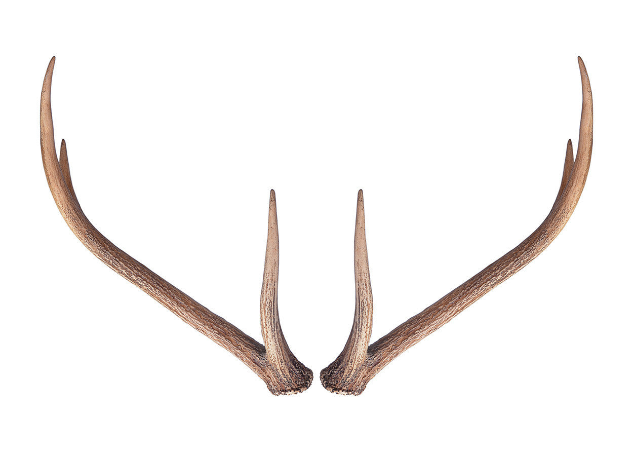 Wall Antlers